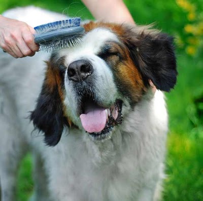 pet at home brushing