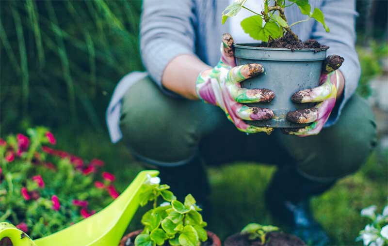 How to organize everything in the garden