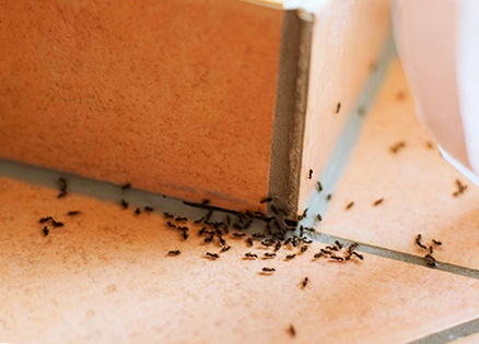 Get rid of ants at home in few simple steps