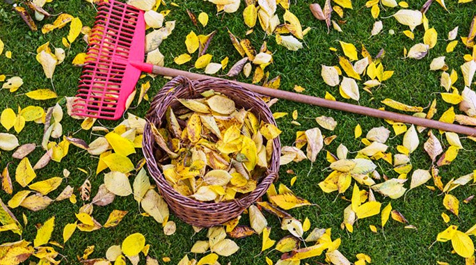 Best ways to deal with the autumn fallen leaves