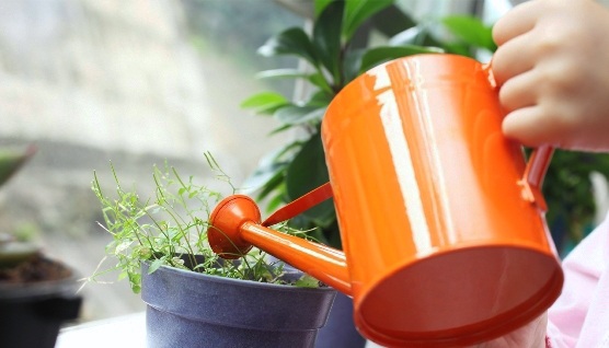 How to care properly for home plants