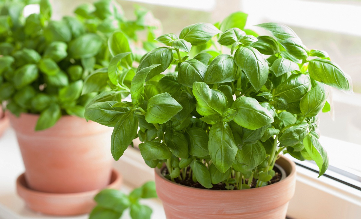 Cultivating fresh herbs in the kitchen