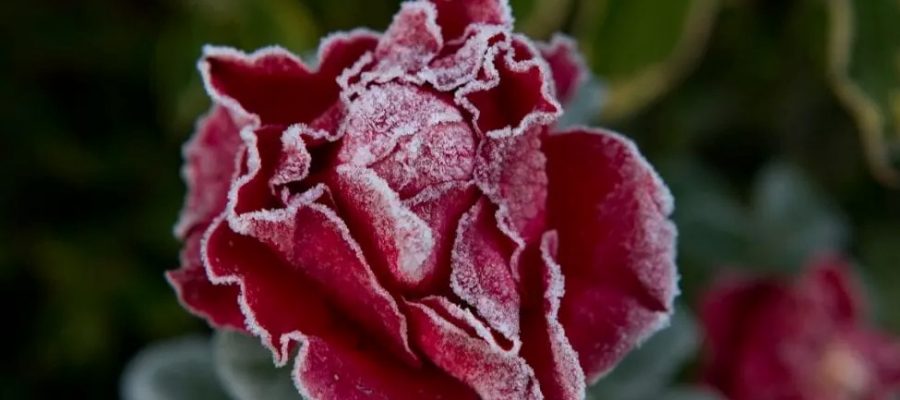 Roses and how to protect them from the winter frost — Home-blogger.com