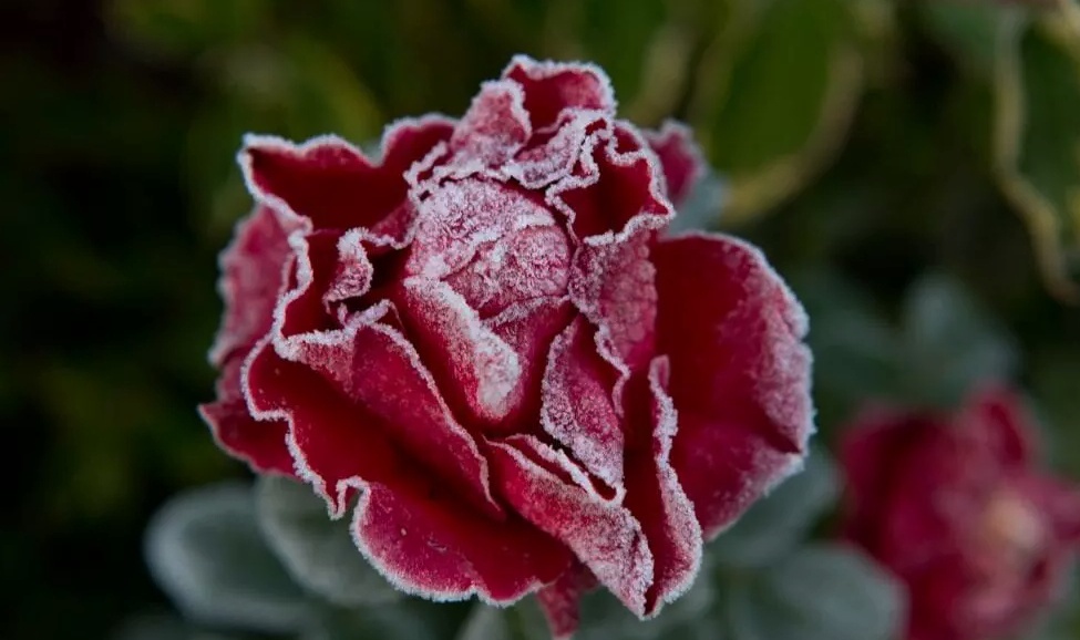 How to protect roses from the winter frost