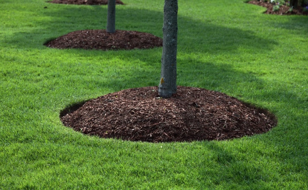 Should you consider coniferous mulch over other species