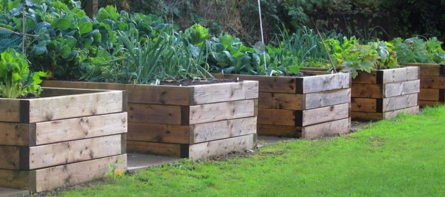 How to achieve a raised vegetable garden — Home-blogger.com