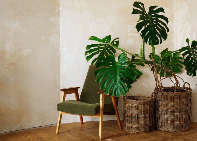 Chair and a house plants