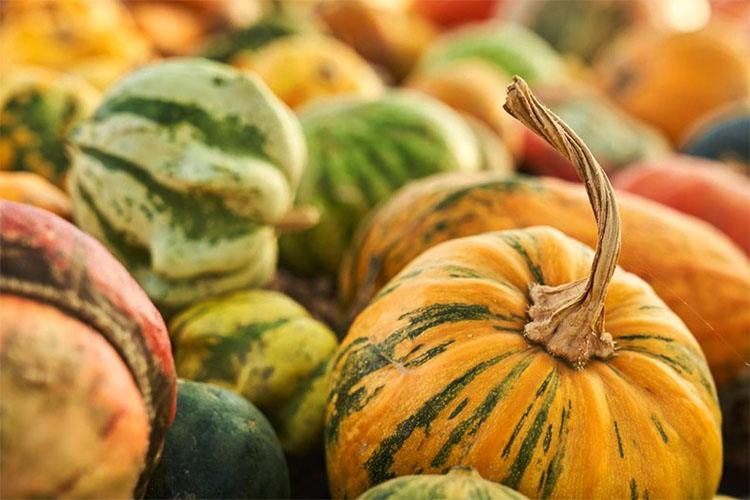 Picture of many pumpkins with different colors