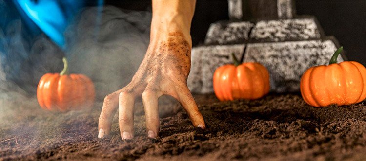 Top 5 Best fertilizers for pumpkins