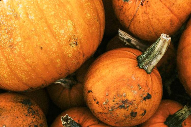 Close-up picture of many pumpkins